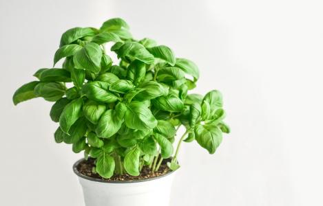 Packet - BASIL - NICOLA, regular seed - not treated and not gmo