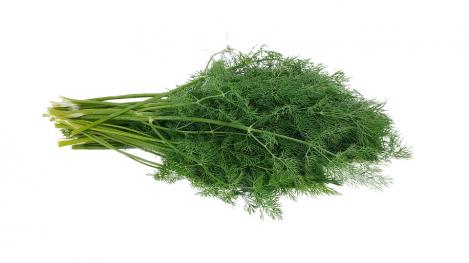 Packet - Dill DELIGHT, regular seed - not treated and not gmo