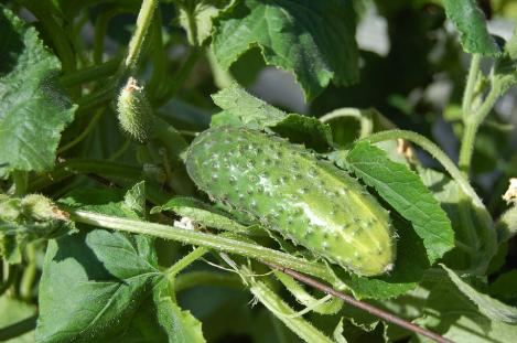 Packet - CUCUMBER PICCOLO VERDE DI PARIGI, organic seed