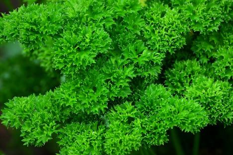 Packet - PARSLEY CURLED - MEDICI, regular seed - not treated and not gmo