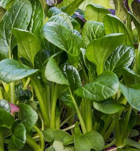 Packet - KOMATSUNA - CARLTON F1, regular seeds - not treated and non-gmo