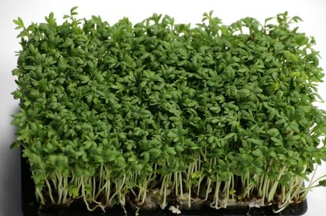 Packet - Gardencress sprouting seeds