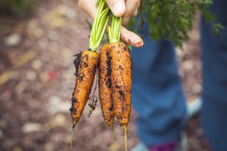 Packet - Carrot AUTUMN KING 2, organic seed
