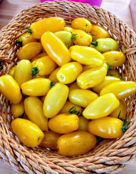 Packet - TOMATO - TAIKO, regular seeds - not treated and non-gmo, heirloom