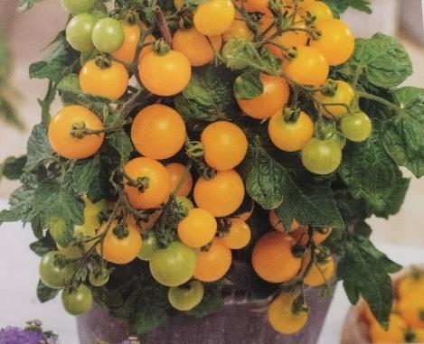 Packet - TOMATO - BALCONY YELLOW F1, regular seeds - not treated and non-gmo