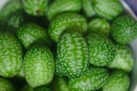 Packet - Cucamelon, regular seed - not treated and not gmo