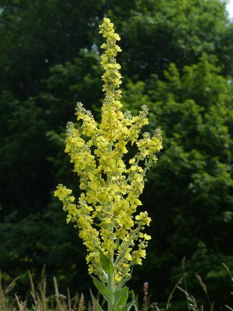 Packet - Mullein, organic seed