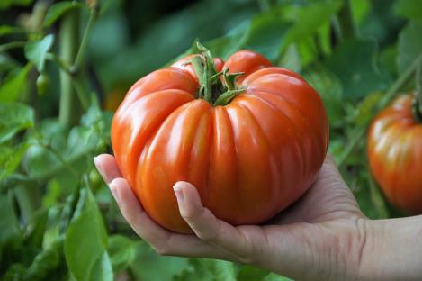 Packet - TOMATO - ST.PIERRE, organic seed, heirloom