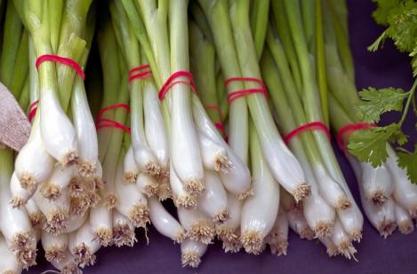 Packet - ONION - ISCHIKRONA, organic seeds