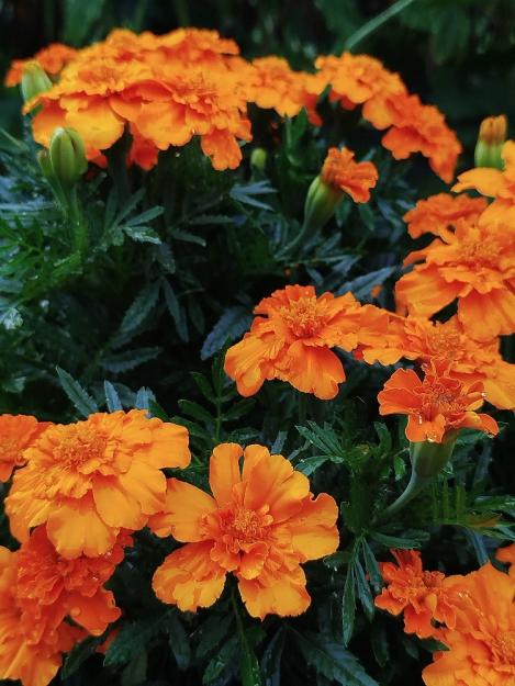 Packet - MARIGOLD, FRENCH VALENCIA ORANGE, regular seeds - not treated and non-gmo