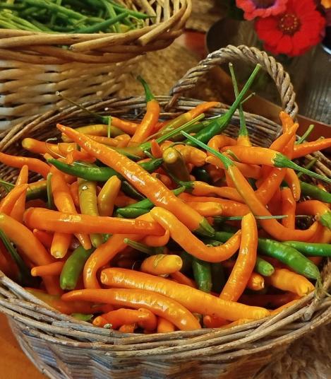 Packet - CHILLI, HOT PEPPER- KILIAN, regular seeds - not treated and non-gmo