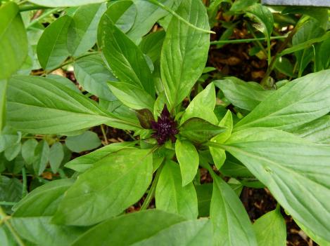 Packet - BASIL THAI , organic seeds, heirloom