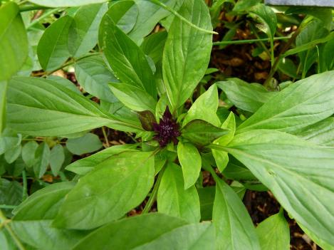 Packet - BASIL THAI , organic seed, heirloom