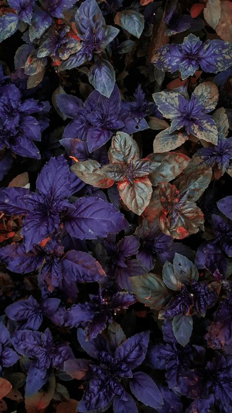 Packet - BASIL - DARK OPAL, organic seeds, heirloom