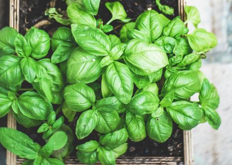 Packet - BASIL - BASILICO AROMATICO DELLA RIVIERA LIGURE, organic seed