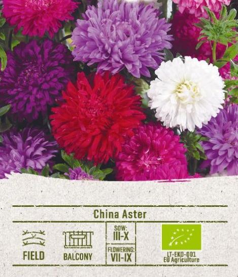 Packet - CHINA ASTER STANDY, organic seed