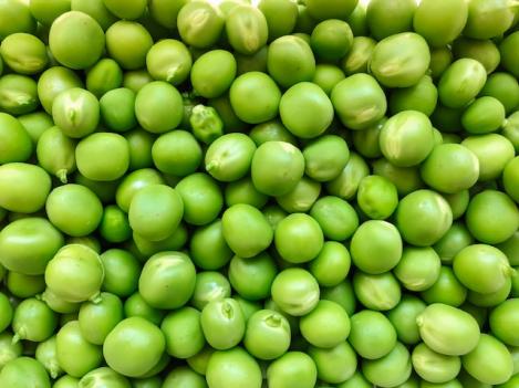 Packet - WRINKLED PEA TÉLÉPHONE NAIN, organic seeds