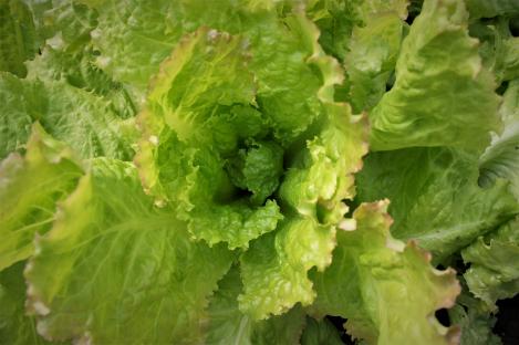 Packet - LETTUCE - REGINA DI MAGGIO, organic seed