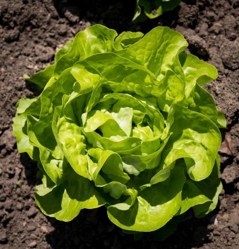 Packet - LETTUCE - KAGRANER SOMMER 2, organic seed