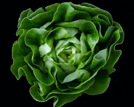 Packet - LETTUCE - MERVEILLE D'HIVER Lactuca sativa L., organic seeds, heirloom