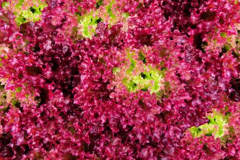 Packet - LETTUCE - LOLLO ROSSA, organic seed, heirloom