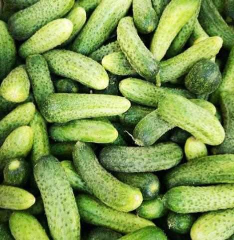 Packet - CUCUMBER Vorgebirgstrauben , organic seed, heirloom