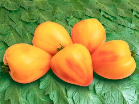 Packet - TOMATO - SONNENHERZ, organic seed