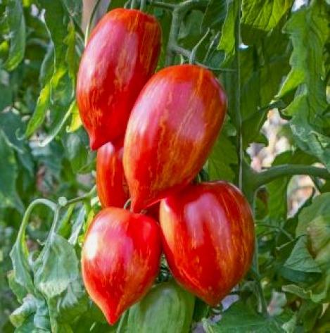 Packet - TOMATO - MARMOROSSA , organic seed