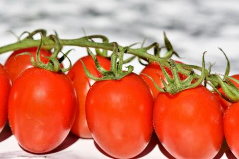 Packet - TOMATO- QUADRO, organic seed, heirloom