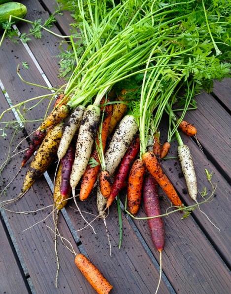 Packet - CARROT MIX RAINBOW, organic seed