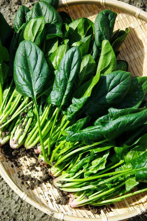 Packet - SPINACH - THORIN, organic seeds
