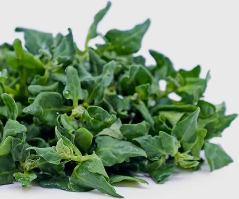 Packet - SPINACH NEW ZELAND, organic seed
