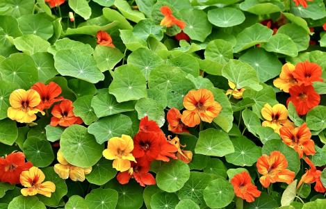 Packet - Garden Nasturtium, non-trailing, organic seed