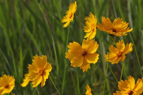 Packet - Sulfur Cosmos, organic seeds