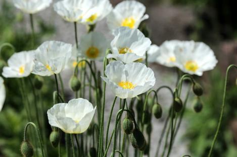 Packet - Crested Prickly Poppy, organic seeds