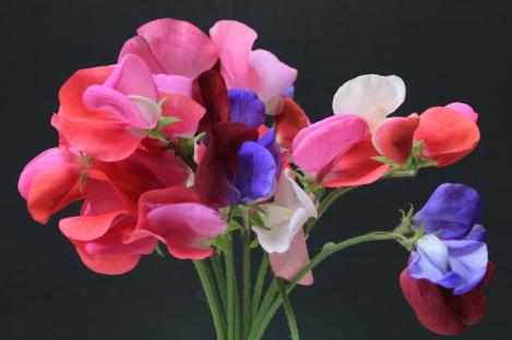 Packet - Sweet Pea, organic seed