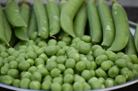 Packet - WRINKLED PEA - SENATOR, organic seeds