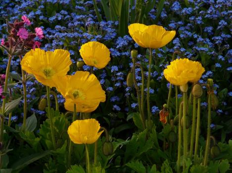 Packet - Foothill Poppy (yellow), organic seed