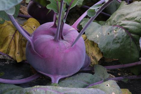 Packet - KOHLRABI- DELIKATESS BLAUER, organic seeds, heirloom