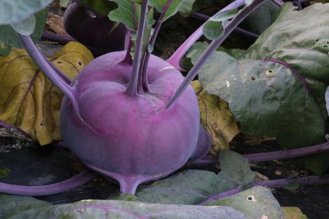 Packet - KOHLRABI- DELIKATESS BLAUER, organic seed, heirloom