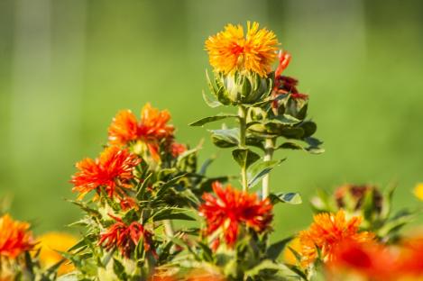 Packet - Safflower , organic seed