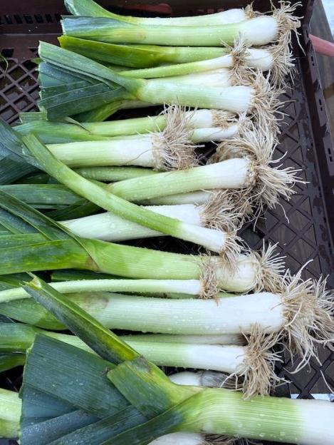 Packet - Leek - BLAUWGROENE HERFST, organic seeds