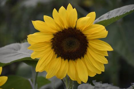 Packet - Cucumberleaf Sunflower, organic seed