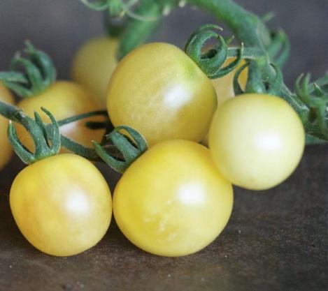 Packet - Tomato MIRABELLE BLANCHE, organic seed