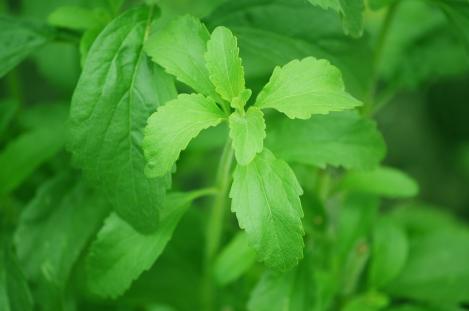 Packet - Stevia, organic seed