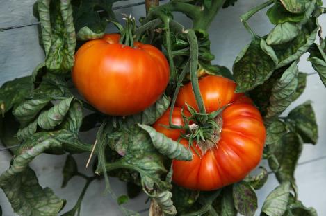 Packet - Tomato ZURICH ORIGINAL, organic seed, heirloom