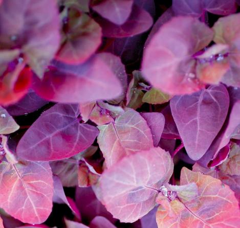 Packet - RED ORACHE, organic seeds, heirloom