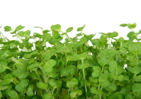 Packet - WATERCRESS, regular seed - not treated and not gmo