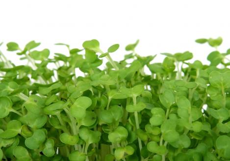 Packet - WATERCRESS, regular seeds - not treated and non-gmo