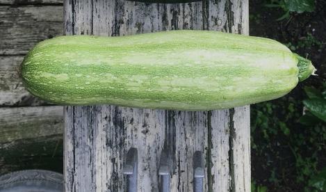 Packet - Zucchini MALACHITA, organic seed